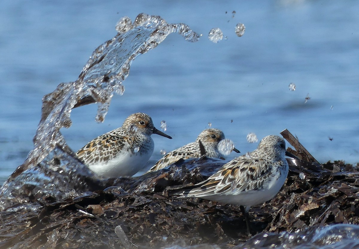 Txirri zuria - ML646389146