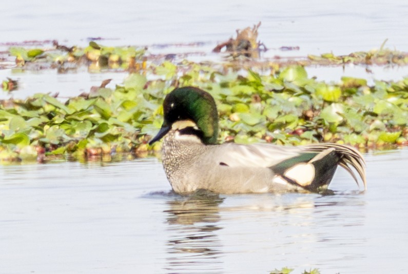 ヨシガモ - ML646389147