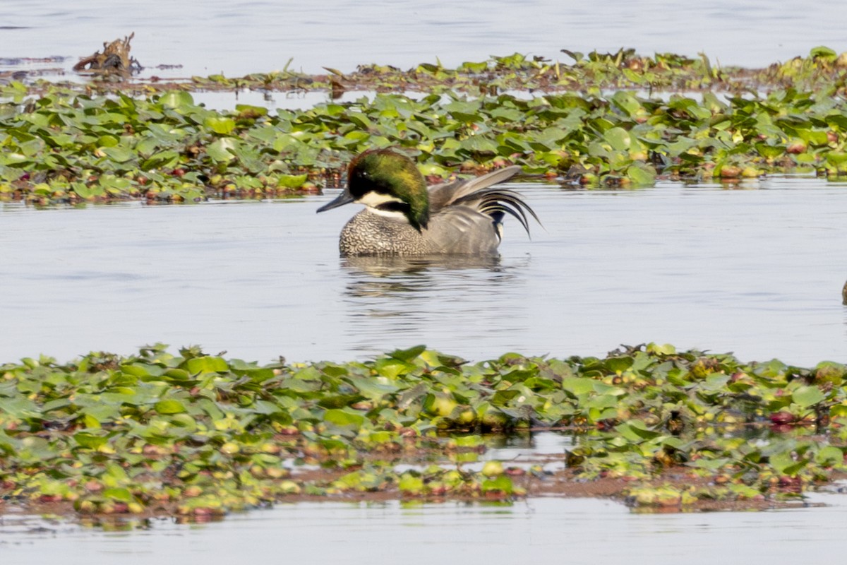 ヨシガモ - ML646389148