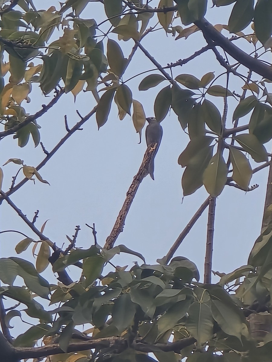 ハイイロオウチュウ - ML646389149