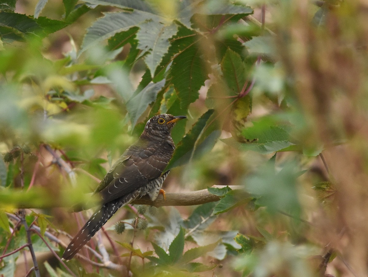 Common Cuckoo - ML646389150