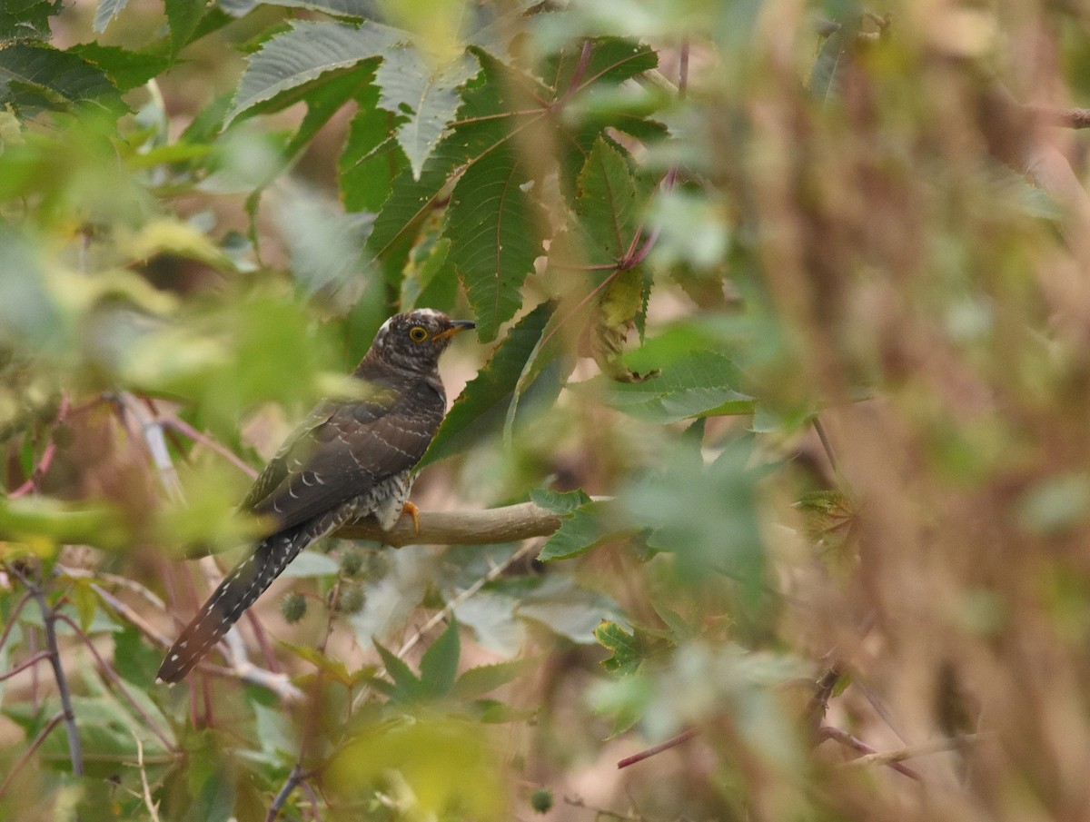 Common Cuckoo - ML646389151