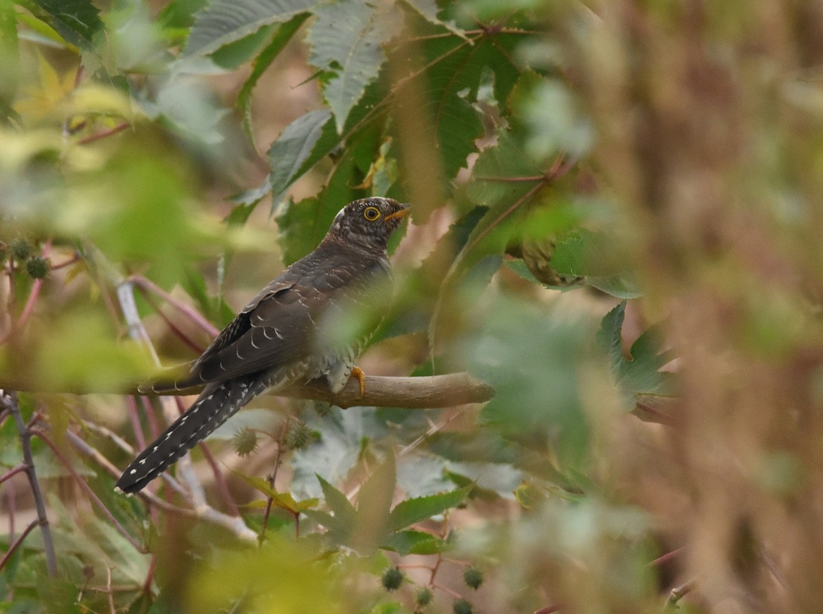Common Cuckoo - ML646389152