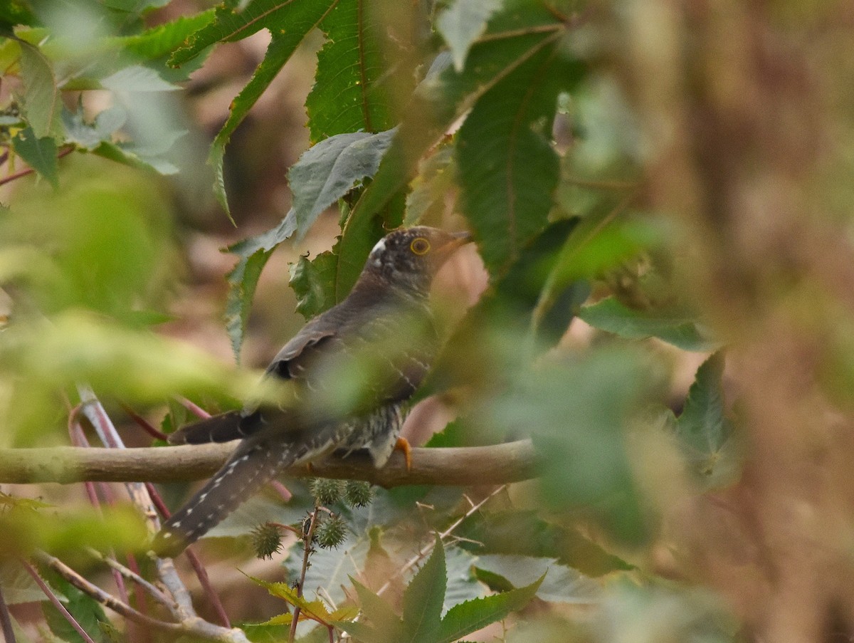 Common Cuckoo - ML646389153