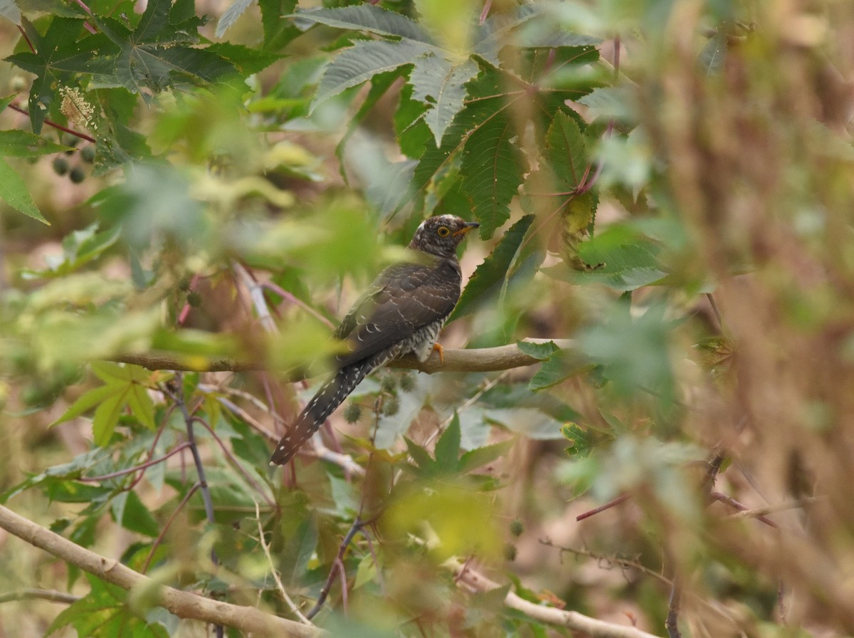 Common Cuckoo - ML646389154