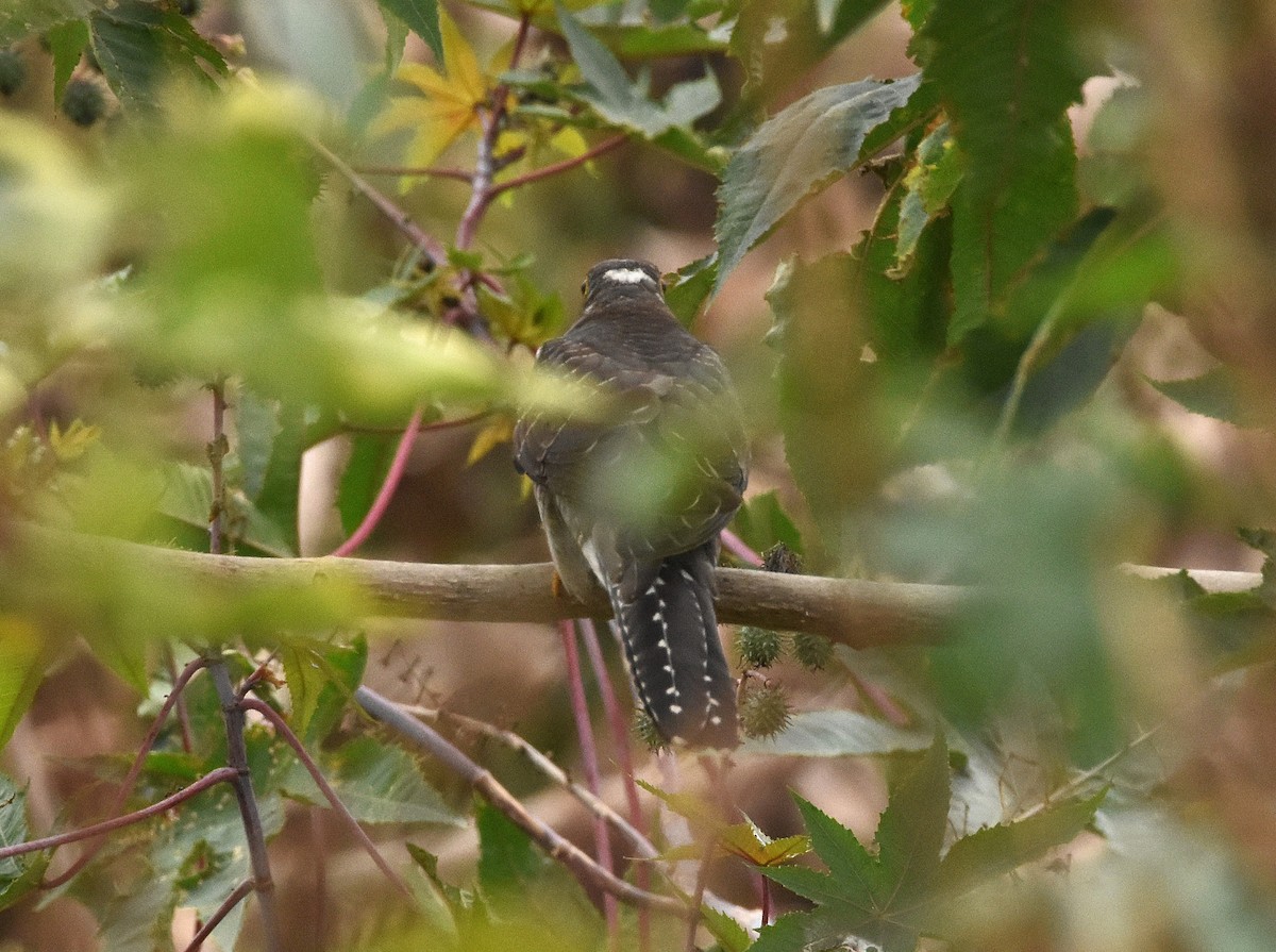 Common Cuckoo - ML646389155