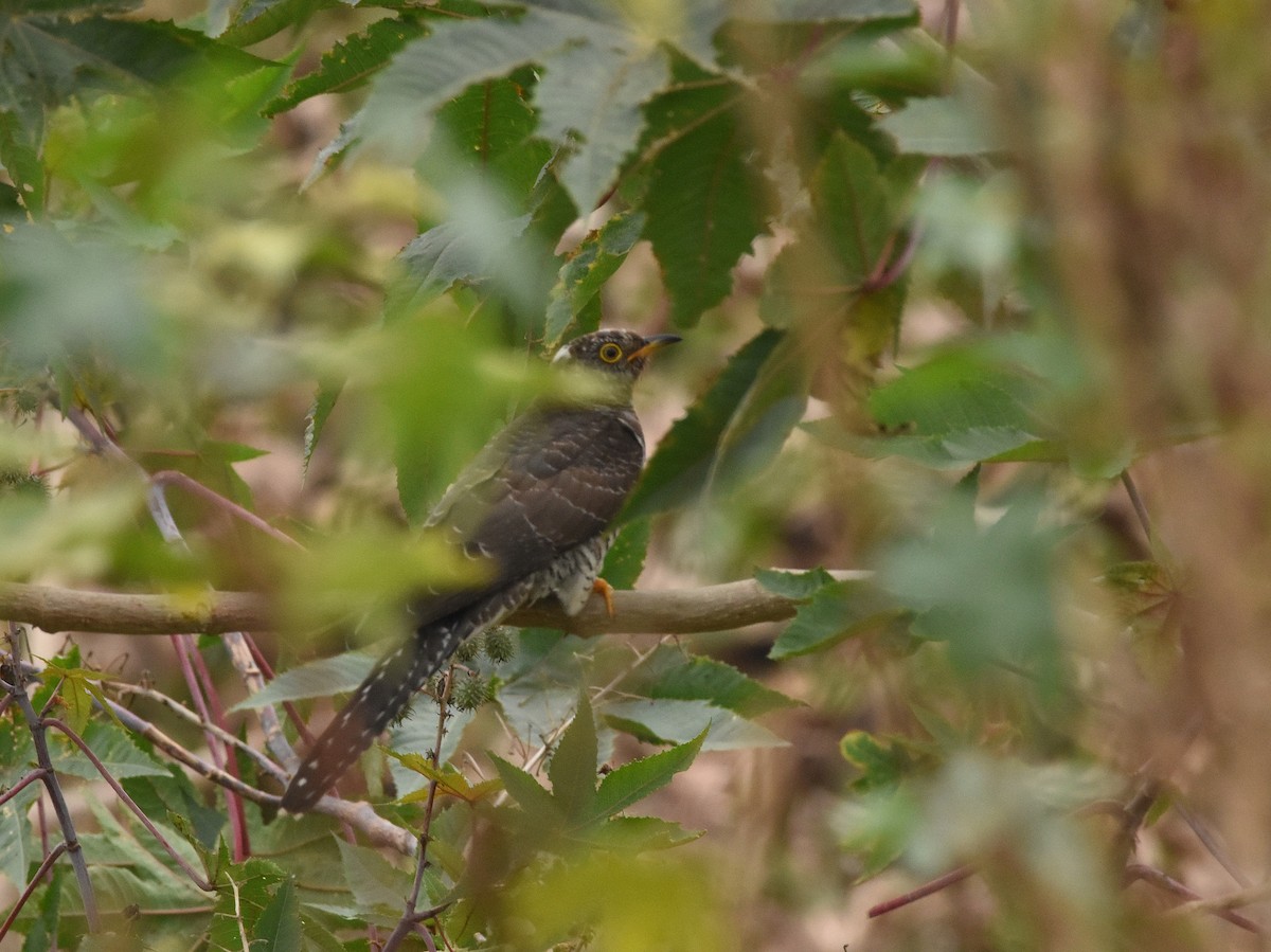 Common Cuckoo - ML646389156