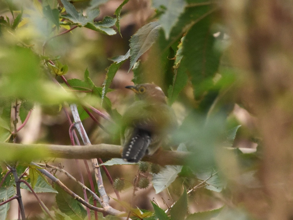 Common Cuckoo - ML646389157