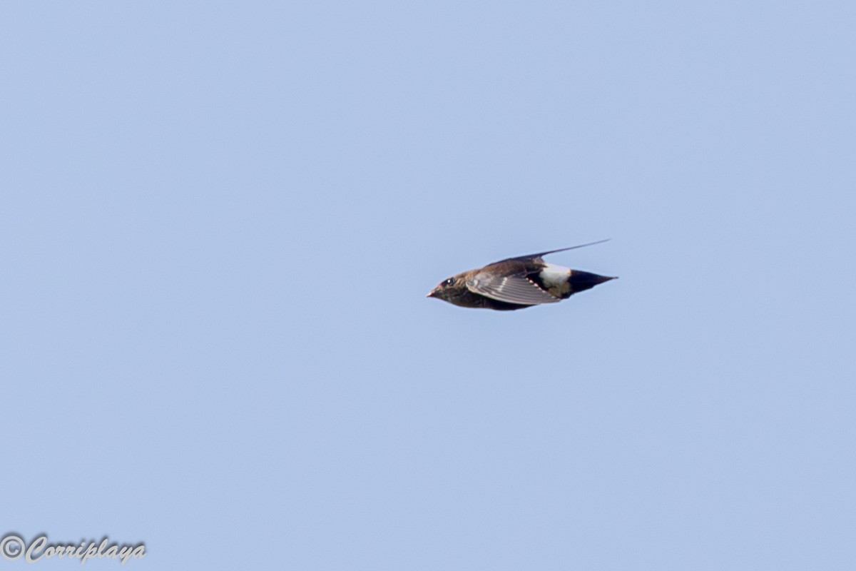 Little Swift - ML646389159