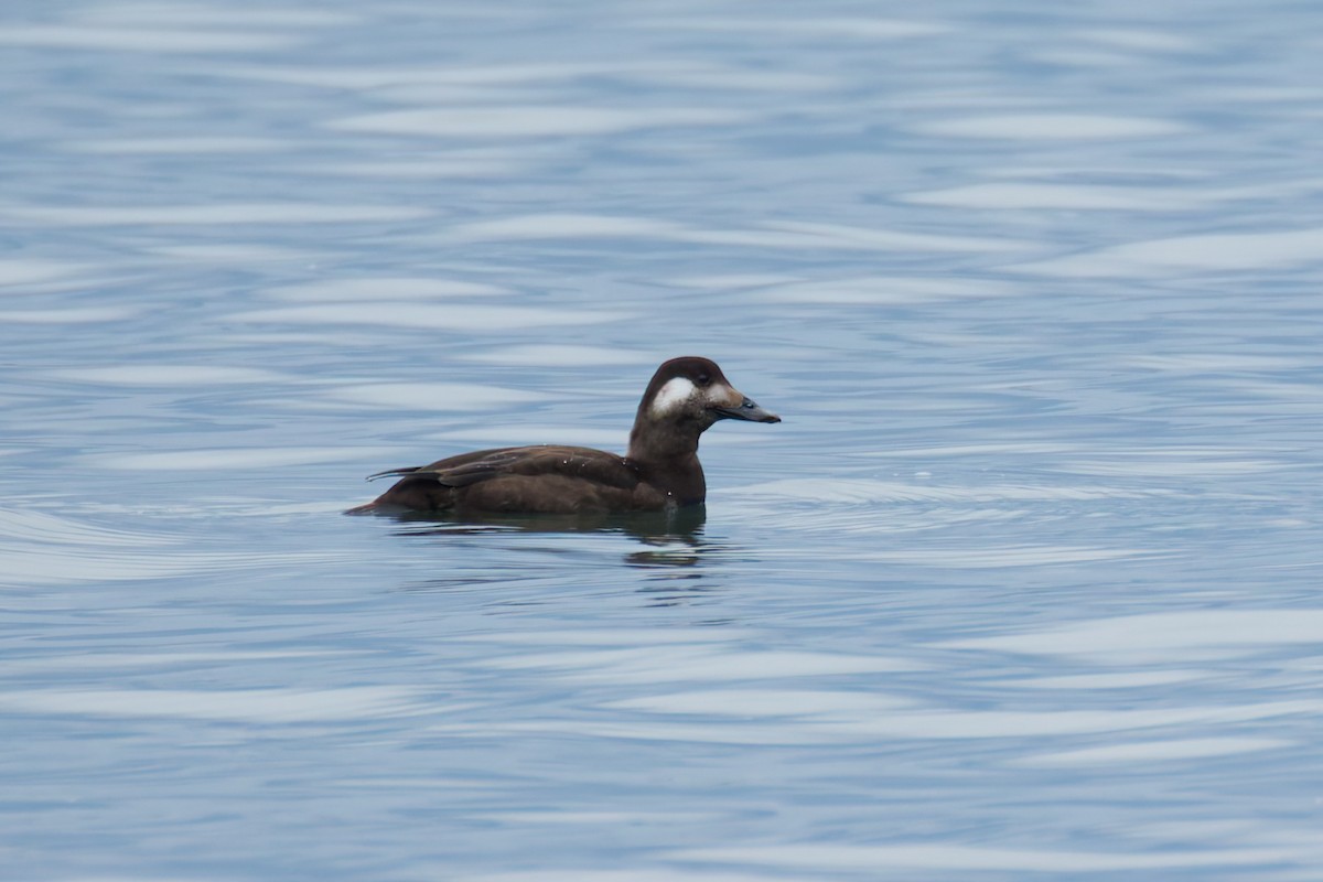 Белокрылый турпан - ML646389160