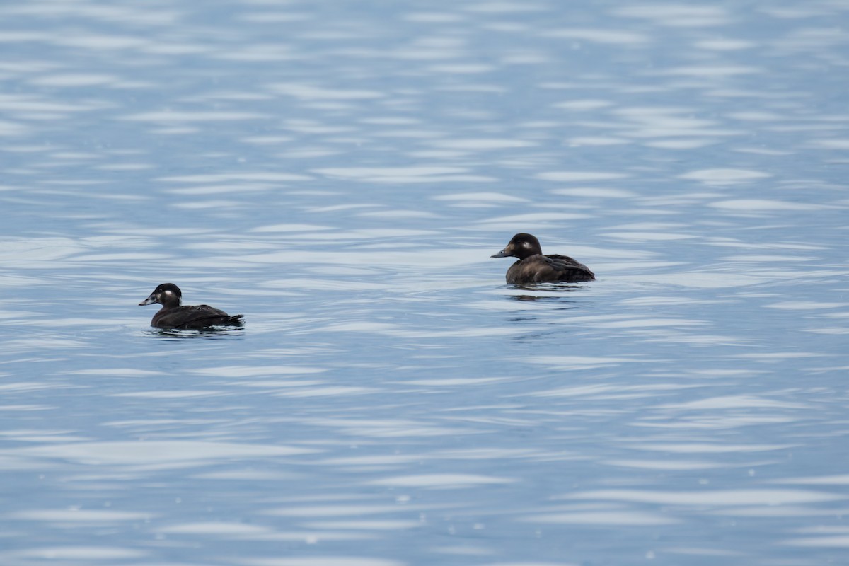 Белокрылый турпан - ML646389161