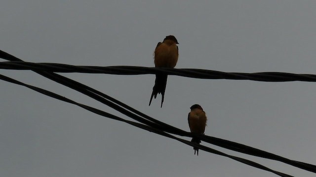 Mosque Swallow - ML646389162