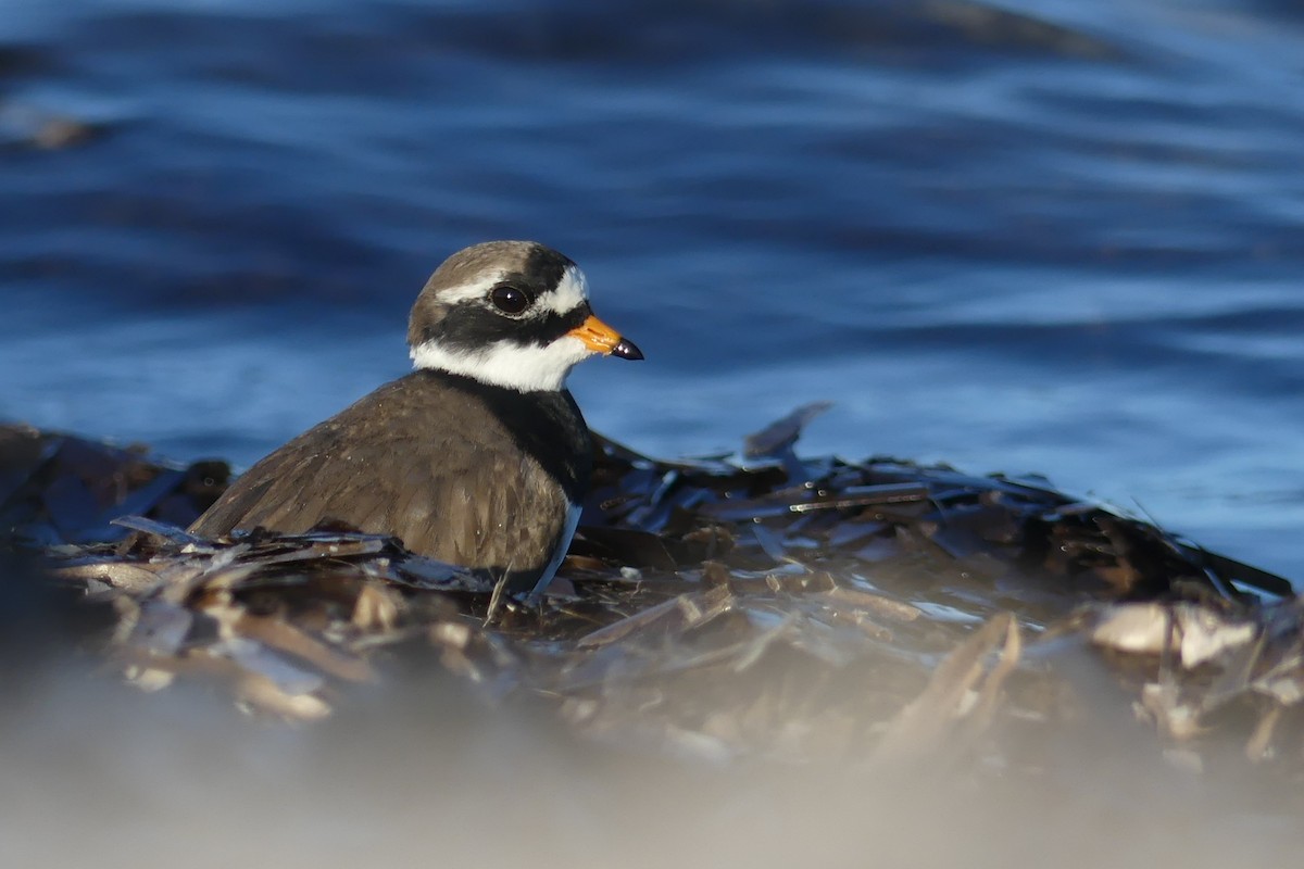 Галстучник - ML646389163