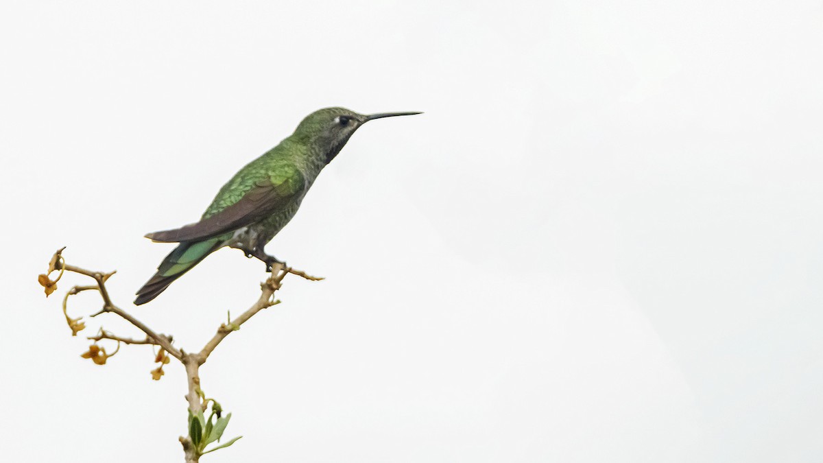 Бронзовохвостая комета - ML646389164