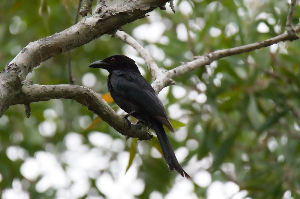 Сверкающий дронго - ML646389167