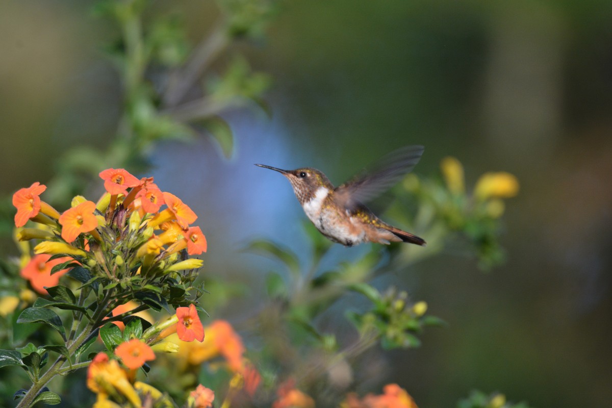 Колібрі-крихітка іскристий - ML646389173