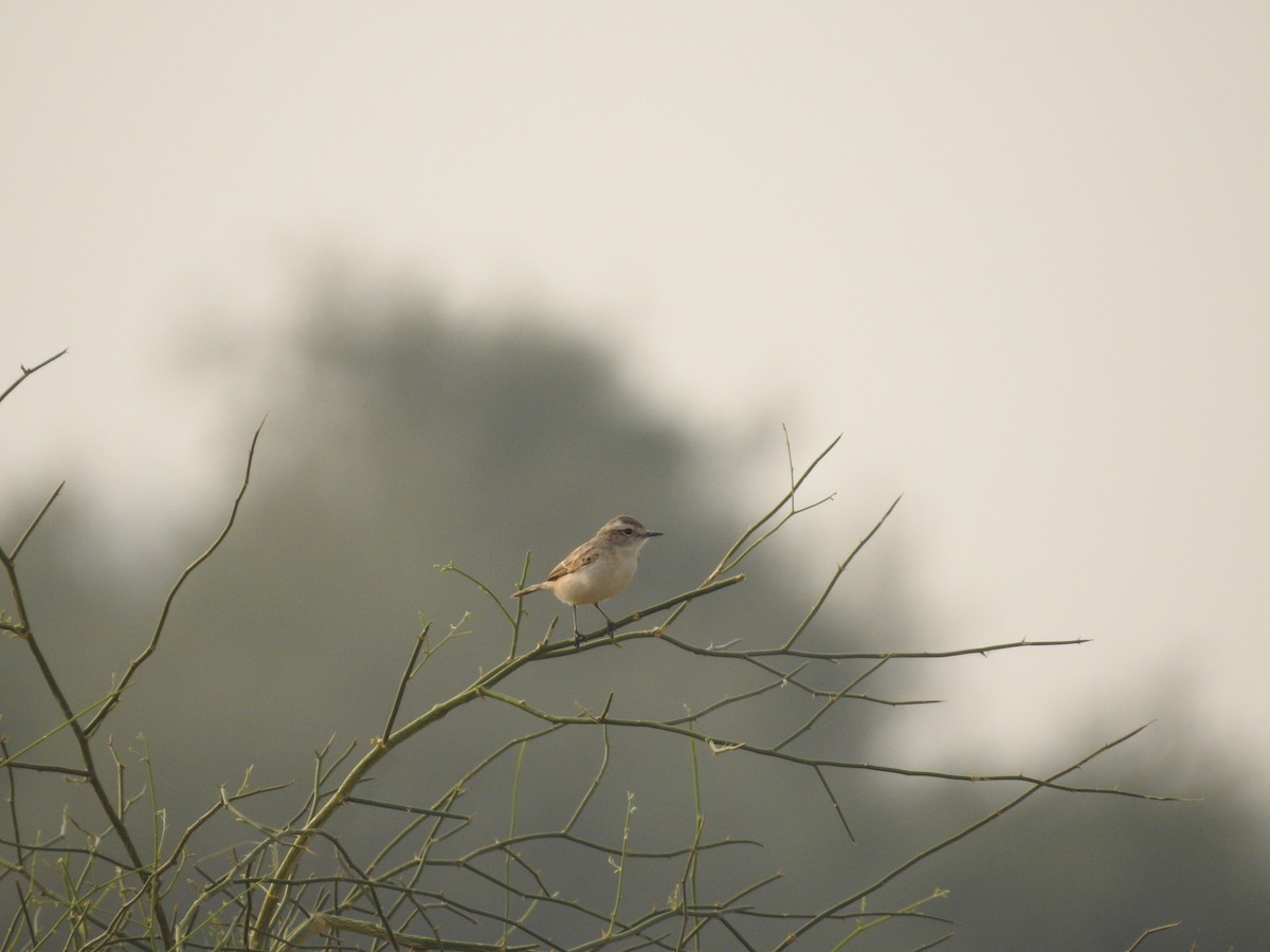 Пустынный чекан - ML646389174