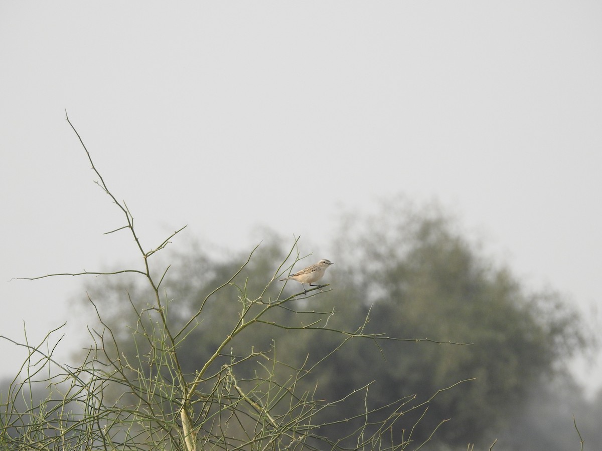 Пустынный чекан - ML646389175