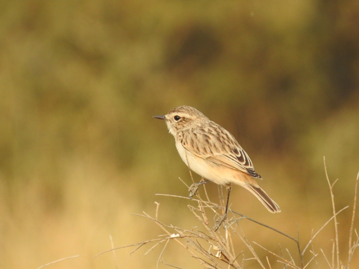 Пустынный чекан - ML646389176