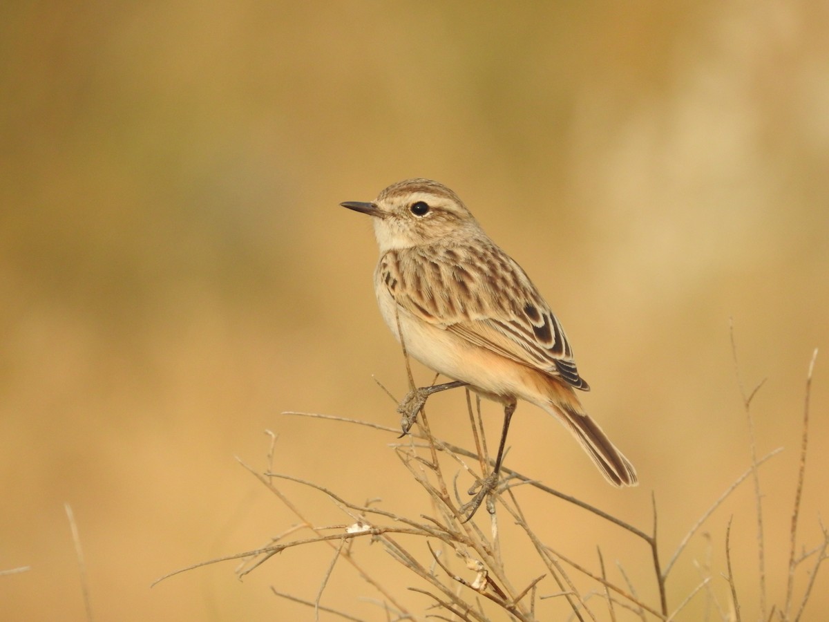 Пустынный чекан - ML646389177