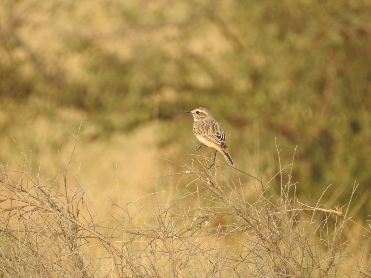 Пустынный чекан - ML646389178