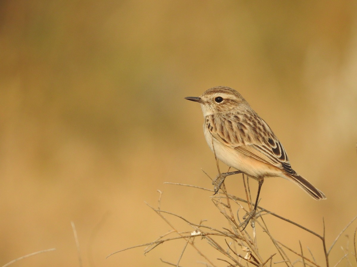 Пустынный чекан - ML646389179