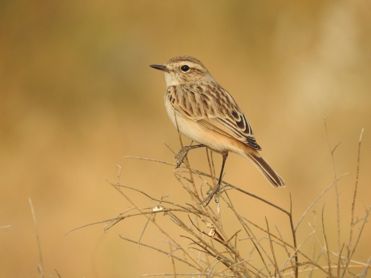 Пустынный чекан - ML646389180