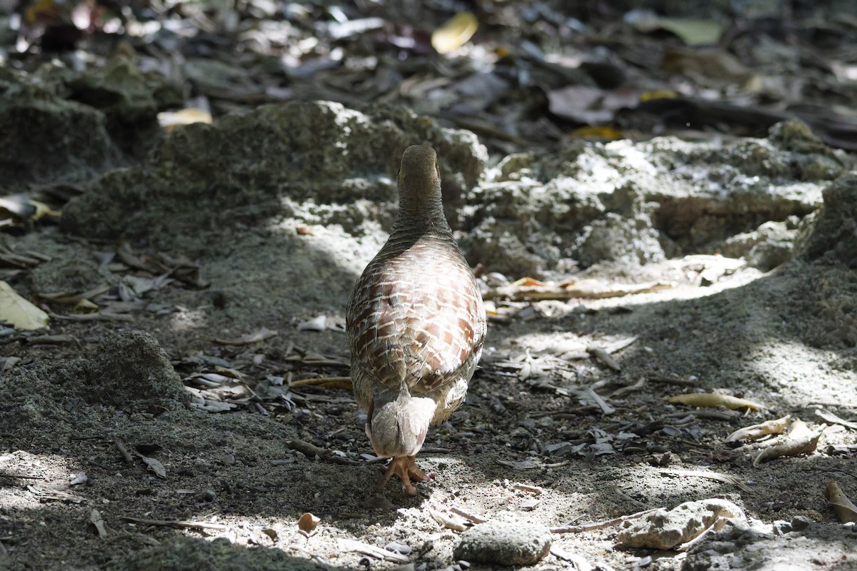 Gray Francolin - ML646389181