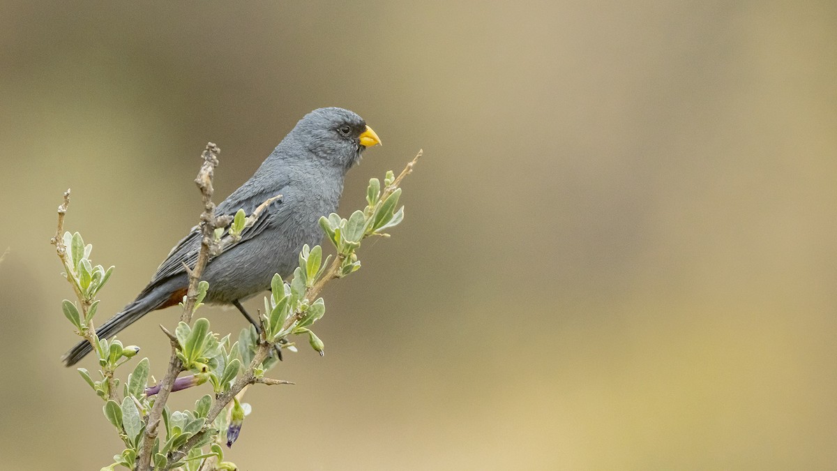 Пестрохвостый семеноед - ML646389185