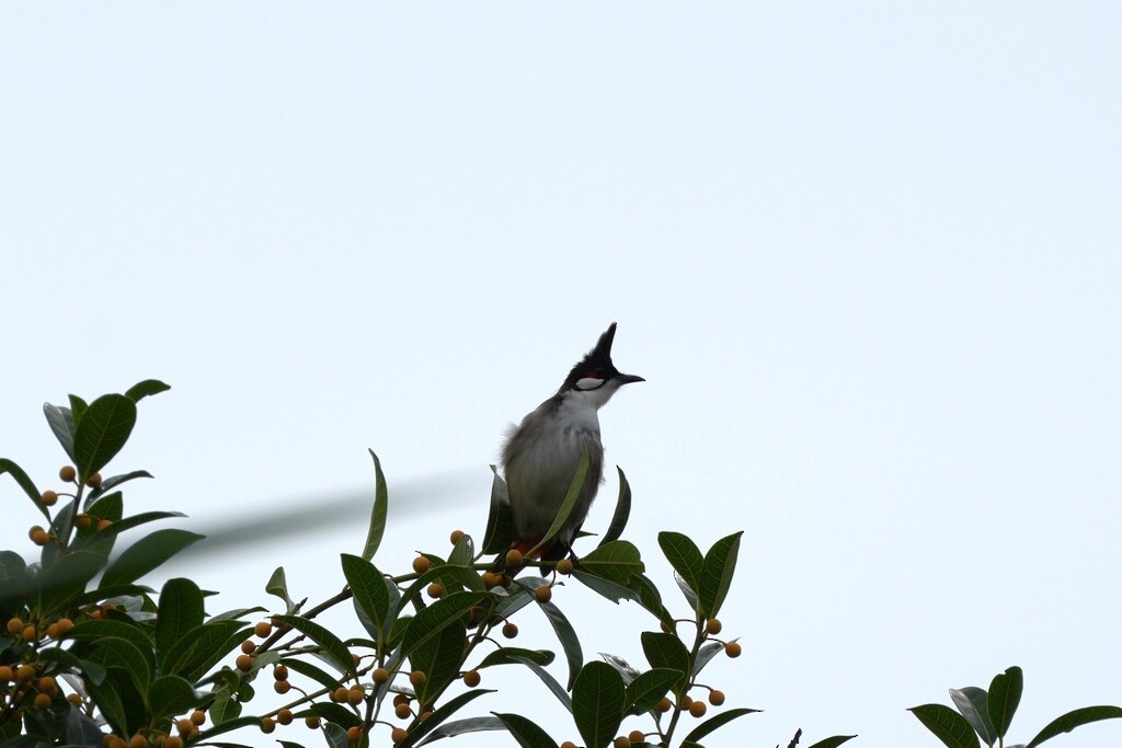 Красноухий бюльбюль - ML646389186