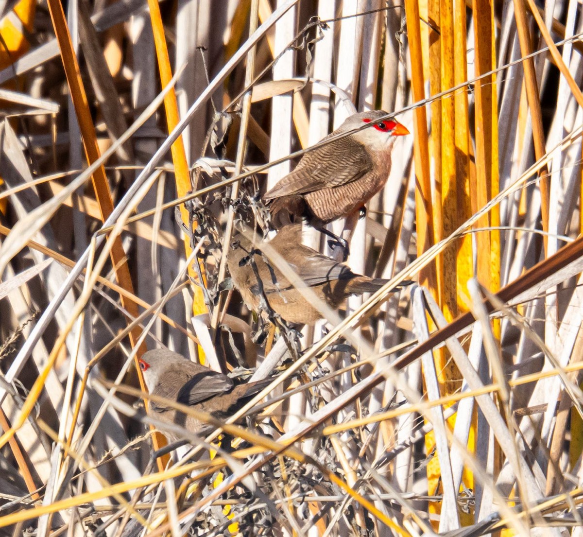 Волнистый астрильд - ML646389187