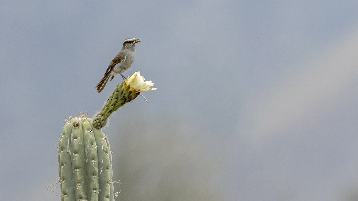 Белобровая тираннита - ML646389188