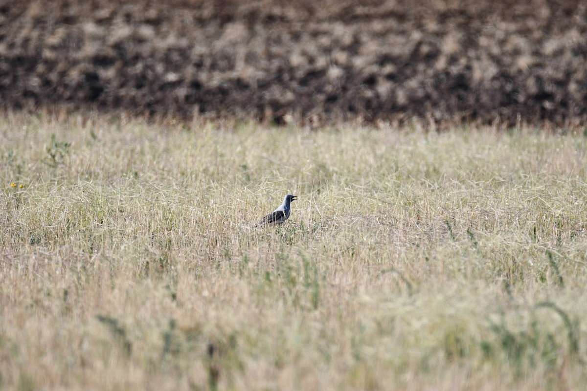 Земляной воронец - ML646389192