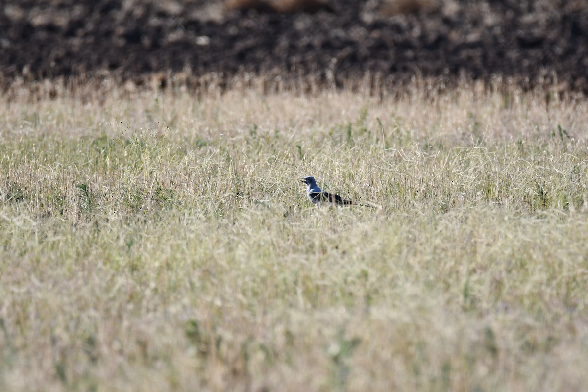 Земляной воронец - ML646389195