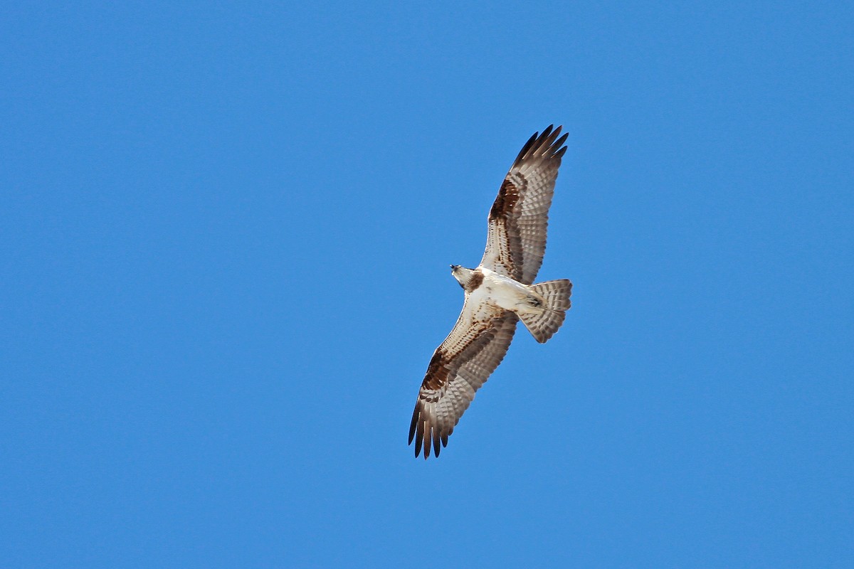 Скопа - ML646389197