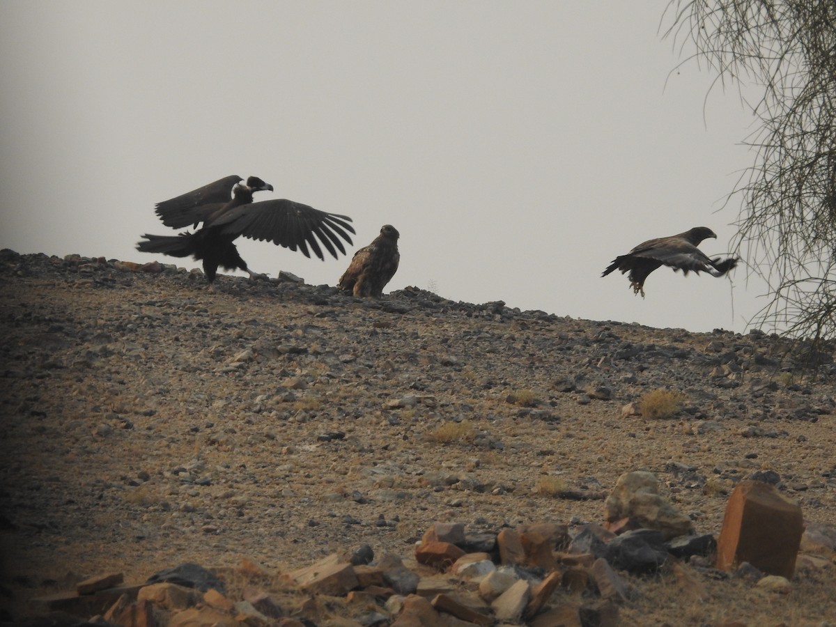 Чёрный гриф - ML646389201