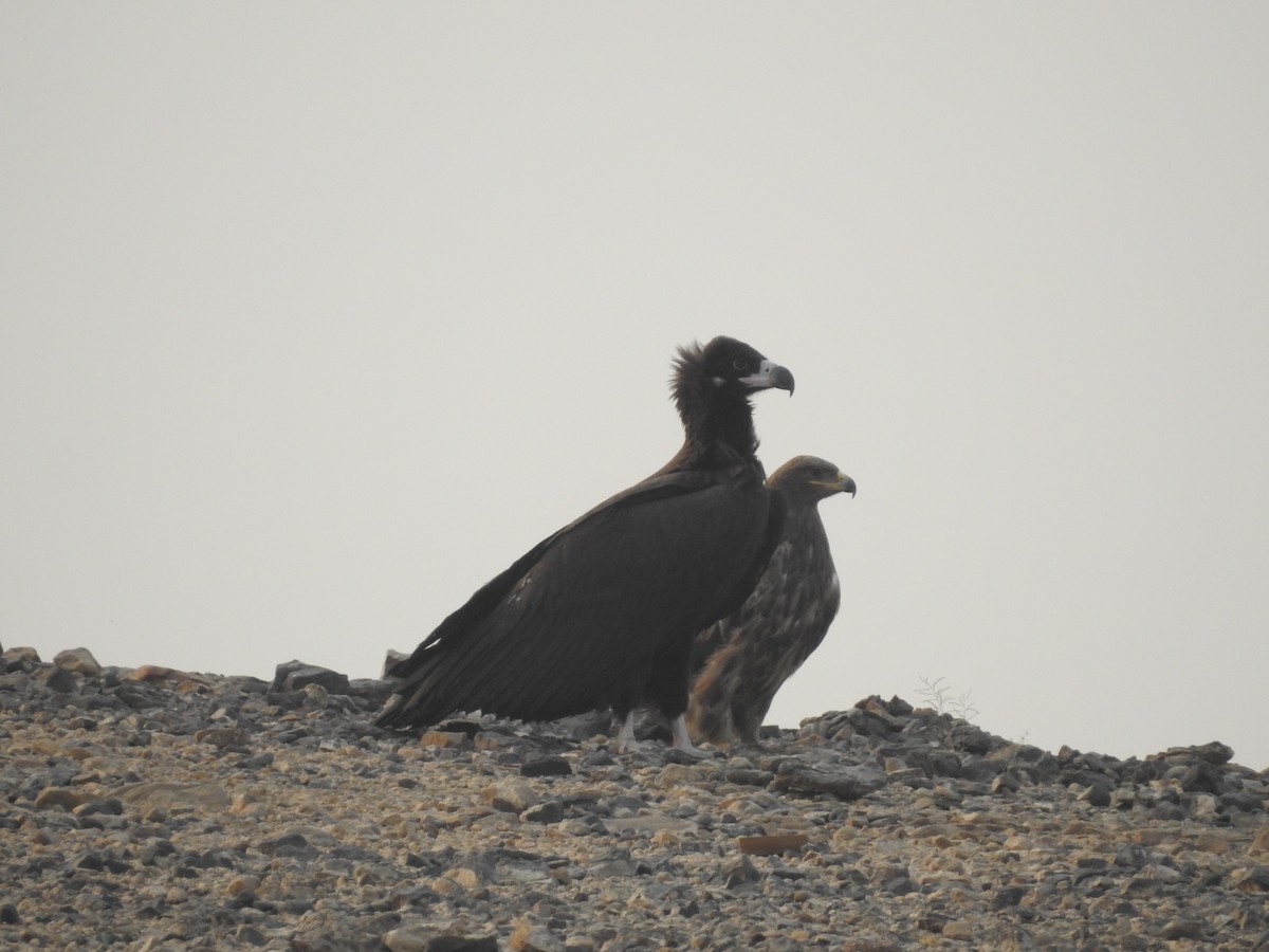 Степной орёл - ML646389202