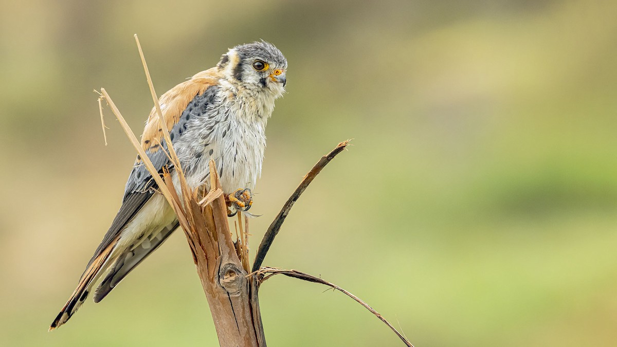 Воробьиная пустельга - ML646389205