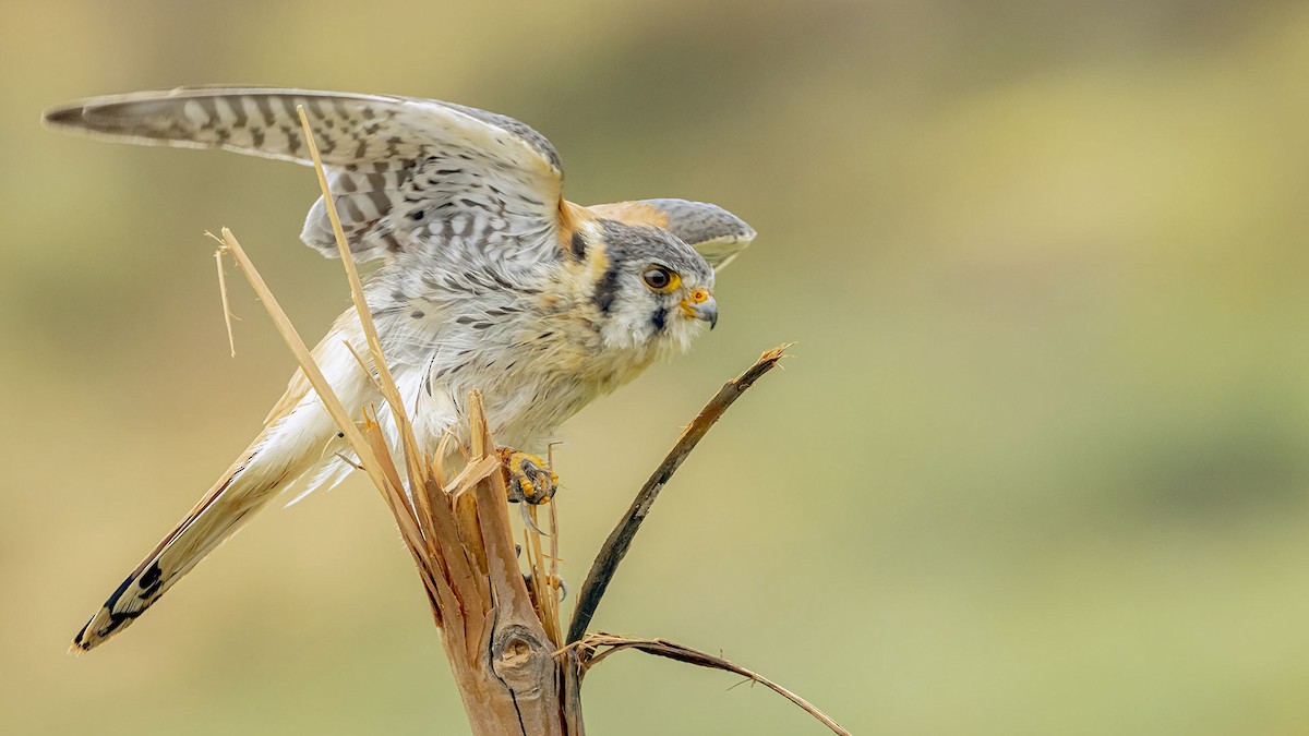 Боривітер американський - ML646389206