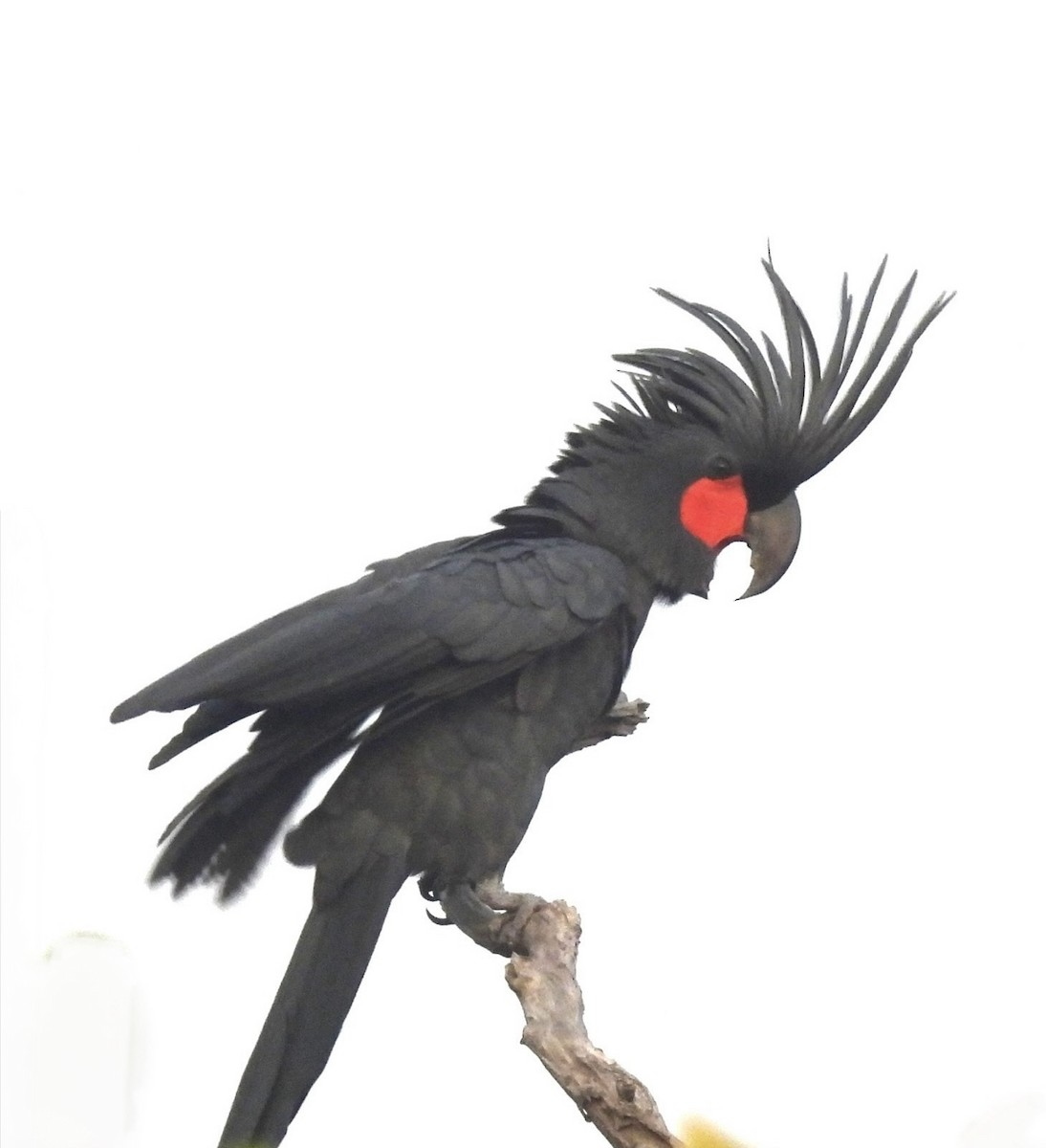 Какатоїс-голіаф - ML646389208