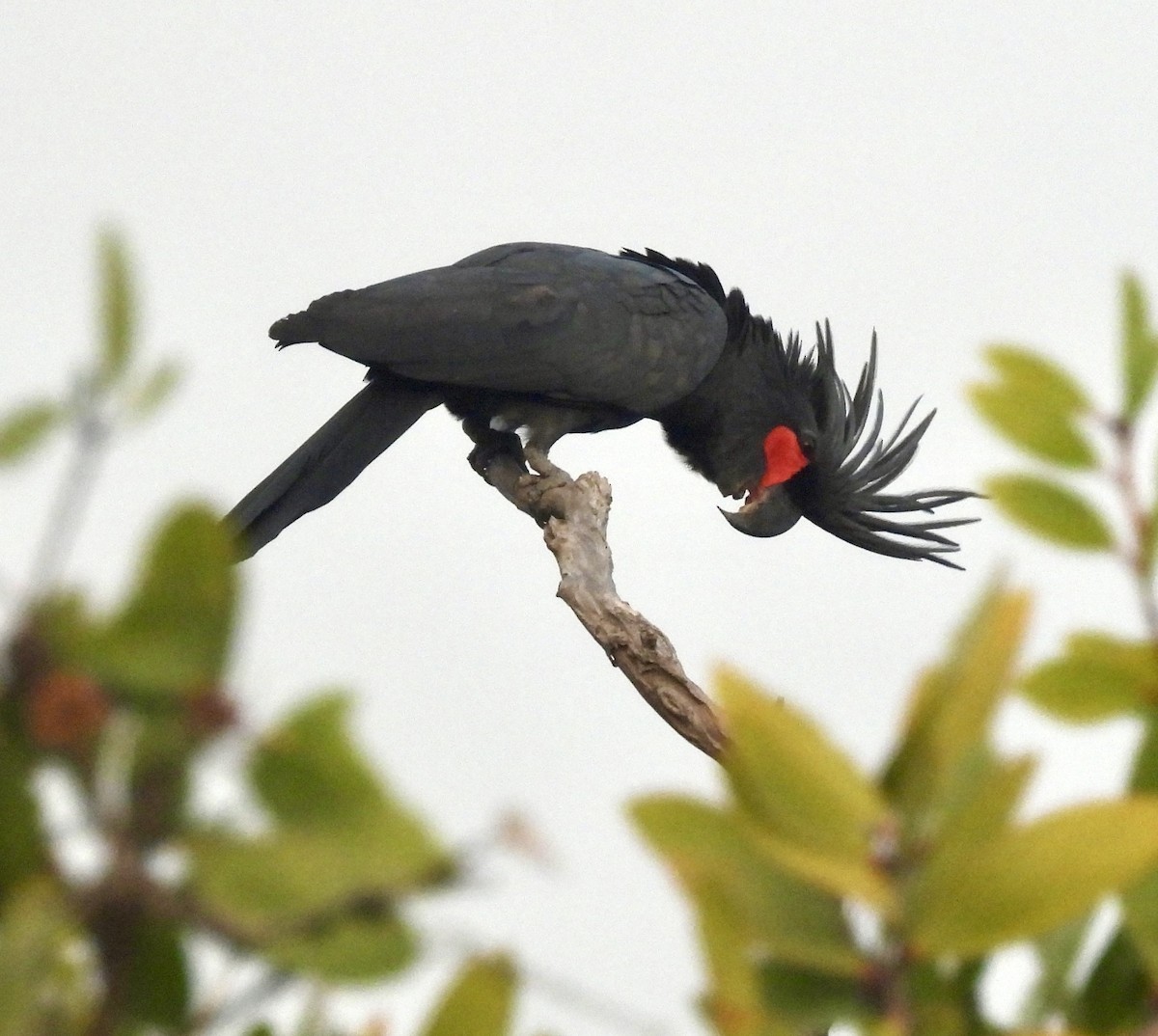 Какатоїс-голіаф - ML646389209