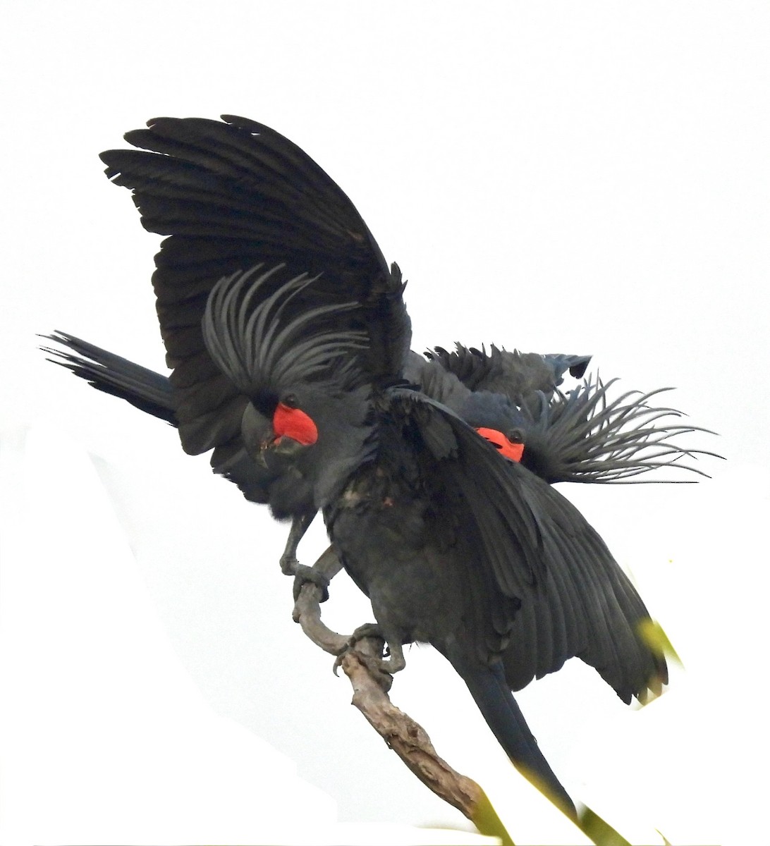 Какатоїс-голіаф - ML646389212