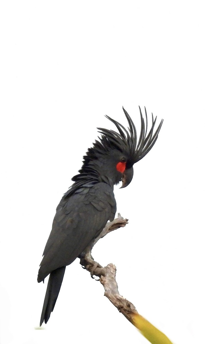 Чёрный какаду - ML646389215