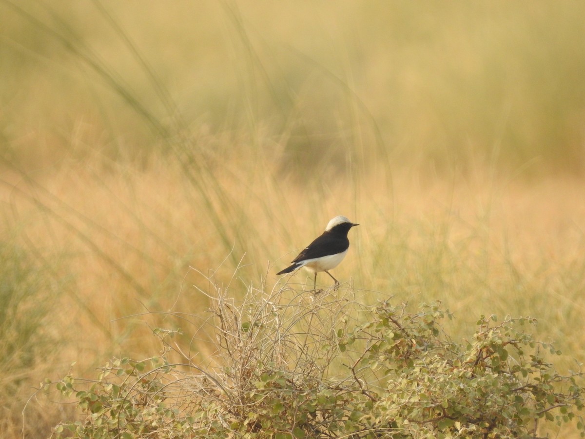 Черная каменка (capistrata) - ML646389216