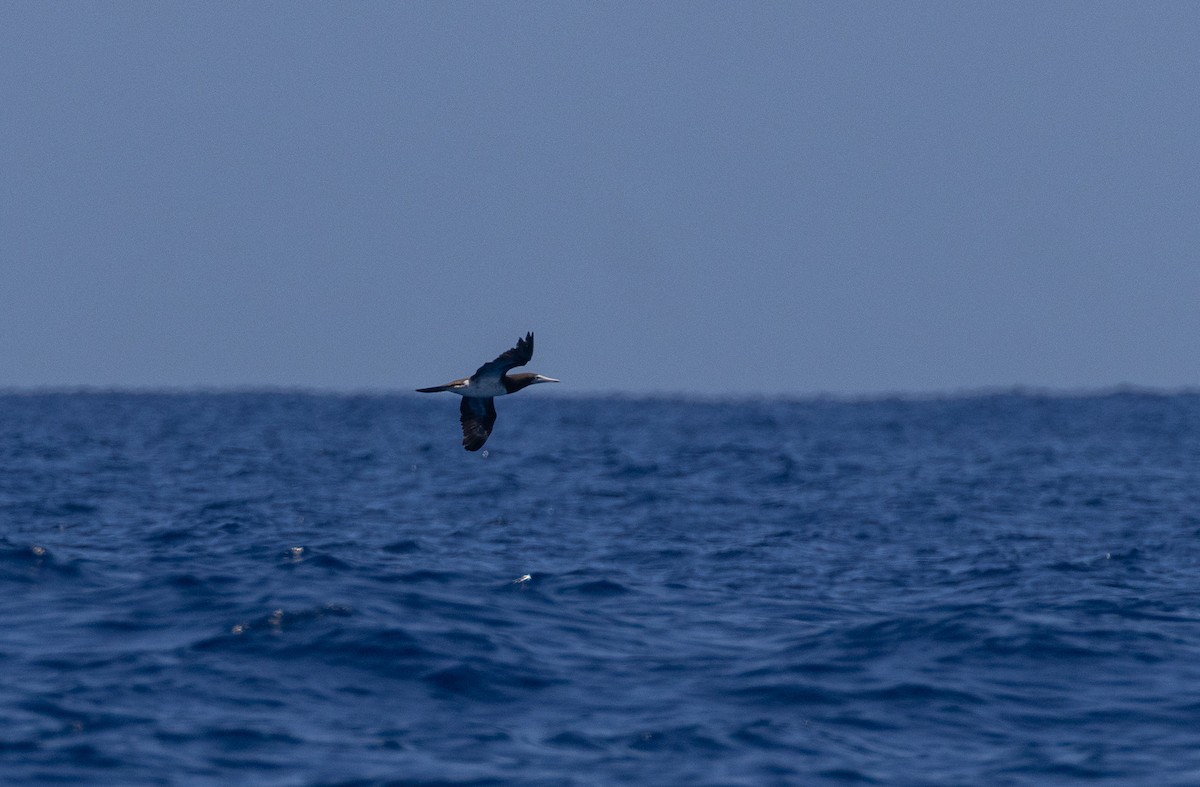 白腹鰹鳥 - ML646389217