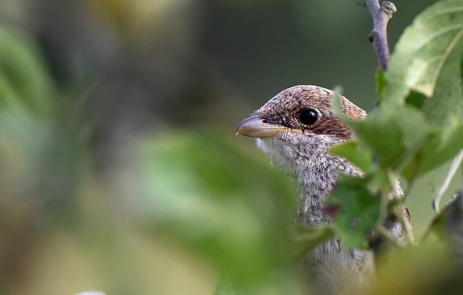 Сорокопуд терновий - ML646389218