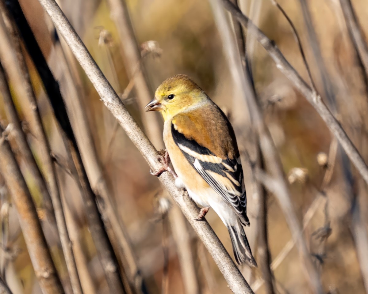 Чиж золотий - ML646389219