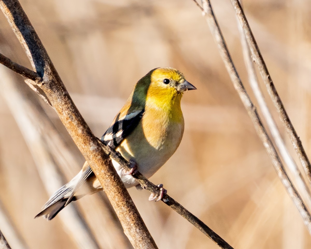 Чиж золотий - ML646389221