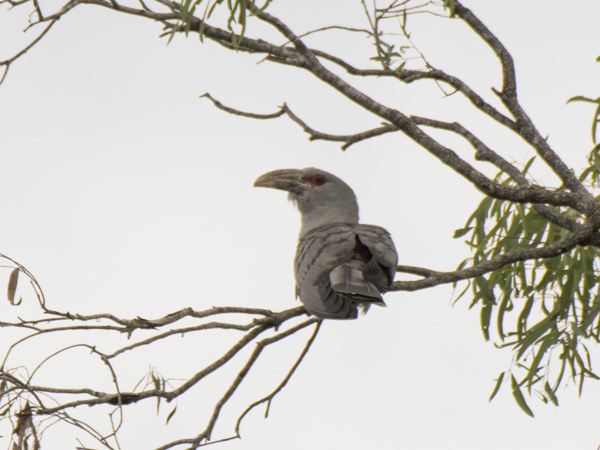 Зозуля-велет - ML646389222
