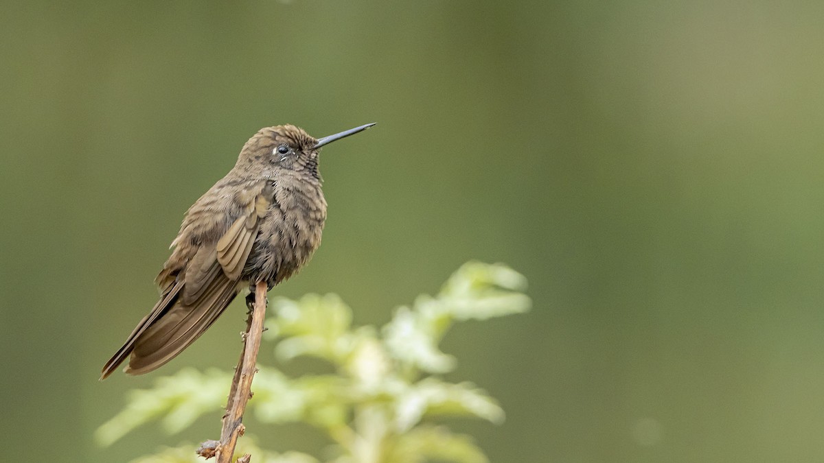Колібрі-барвограй чорний - ML646389225